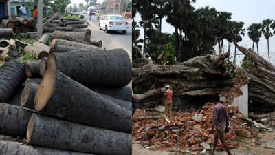 Are missing palm trees causing more lightning deaths in Bihar ? | India News