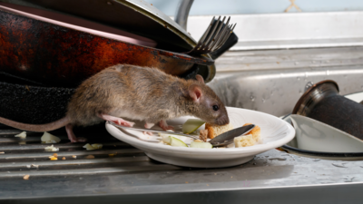 5 diseases caused by rats