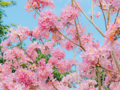 Indian flowers that remind us of cherry blossoms |