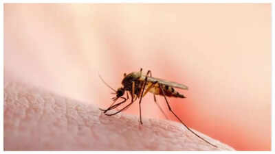 Mosquitoes may be attracted and hence, more likely to bite THIS blood type