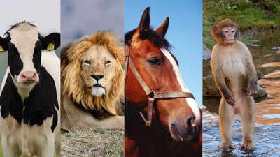 Personality Test: Cow, horse, lion, monkey? The animal you choose reveals what you value the most in life |
