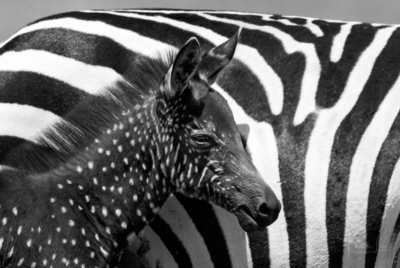 First ever ‘polka-dotted’ zebra foal spotted in Kenya: Is this a new species?