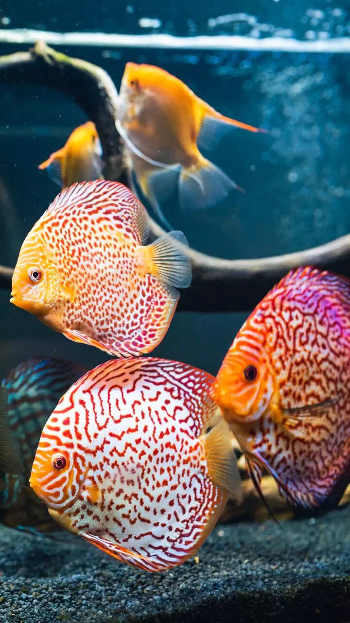 10 beautiful fish that should only be kept in huge aquariums