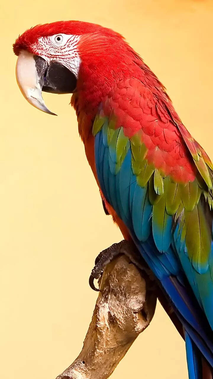 8 popular pet bird breeds that make amazing companions