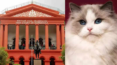 ‘Daisy has driven everyone crazy’: Karnataka HC dismisses case against man accused of stealing neighbour’s cat; calls it ‘frivolous’ | India News