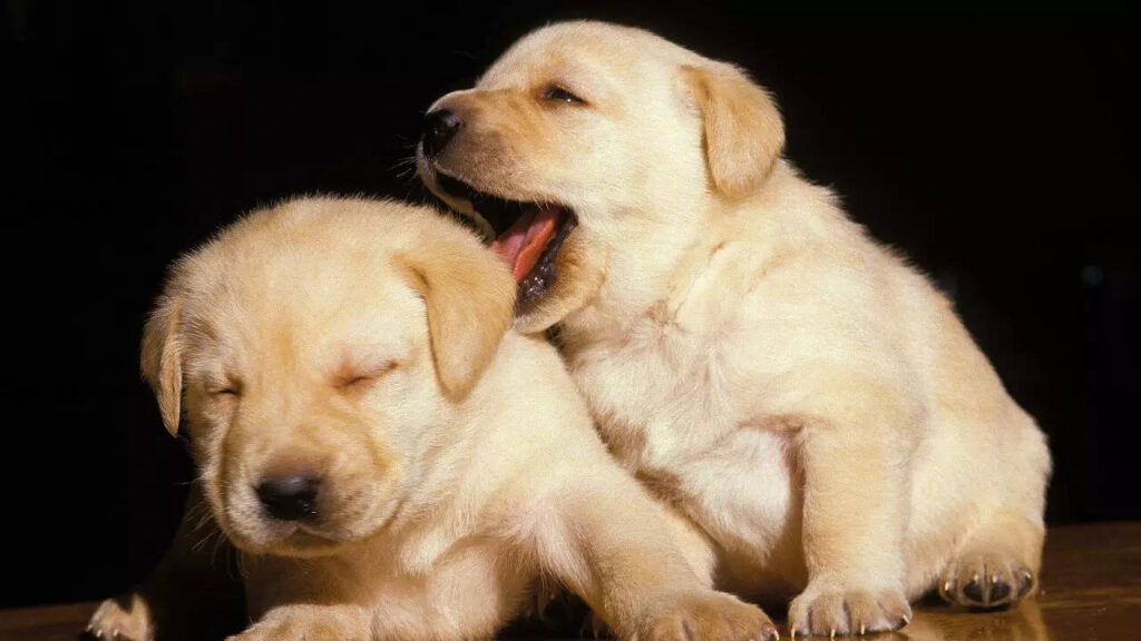 5 things to know before getting a Labrador puppy