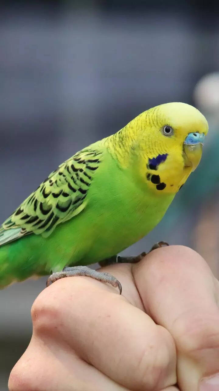 Top 10 easiest pet animals to take care of