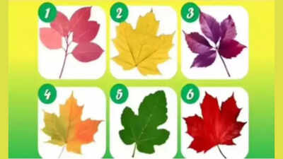 Personality Test: Pick a leaf and discover the unique reason people rely on you |
