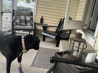 Optical illusion: Spot the Hidden Cat in This Cozy Patio Scene |