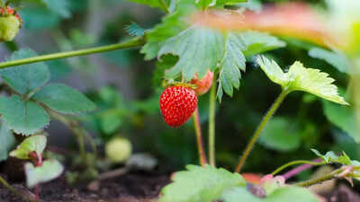 6 fast-growing fruits to plant now for a delicious summer treat |