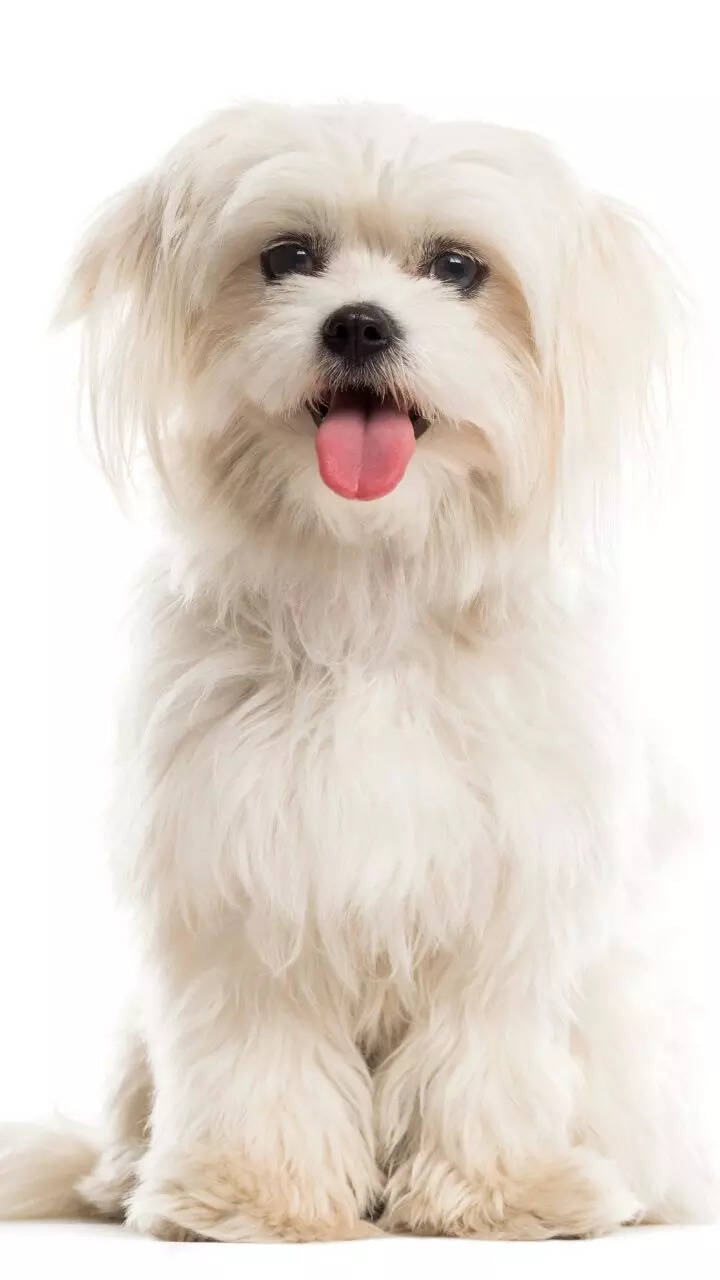 Top 10 'Hypoallergenic' pet dog breeds that don't shed much