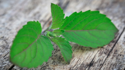 Eating 3 leaves of Tulsi plant can reduce cortisol levels in just 40 minutes