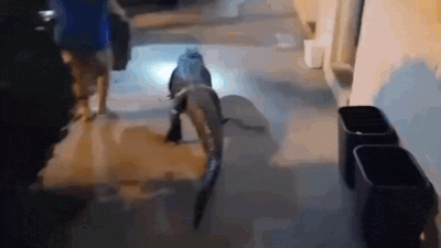 Watch: Six-foot alligator casually strolls outside Virginia motel; video goes viral