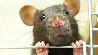 How to keep rats away from your home: 5 proven tips that always work