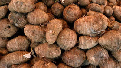 Arbi is the perfect monsoon vegetable for home gardeners: Here’s how you can grow |