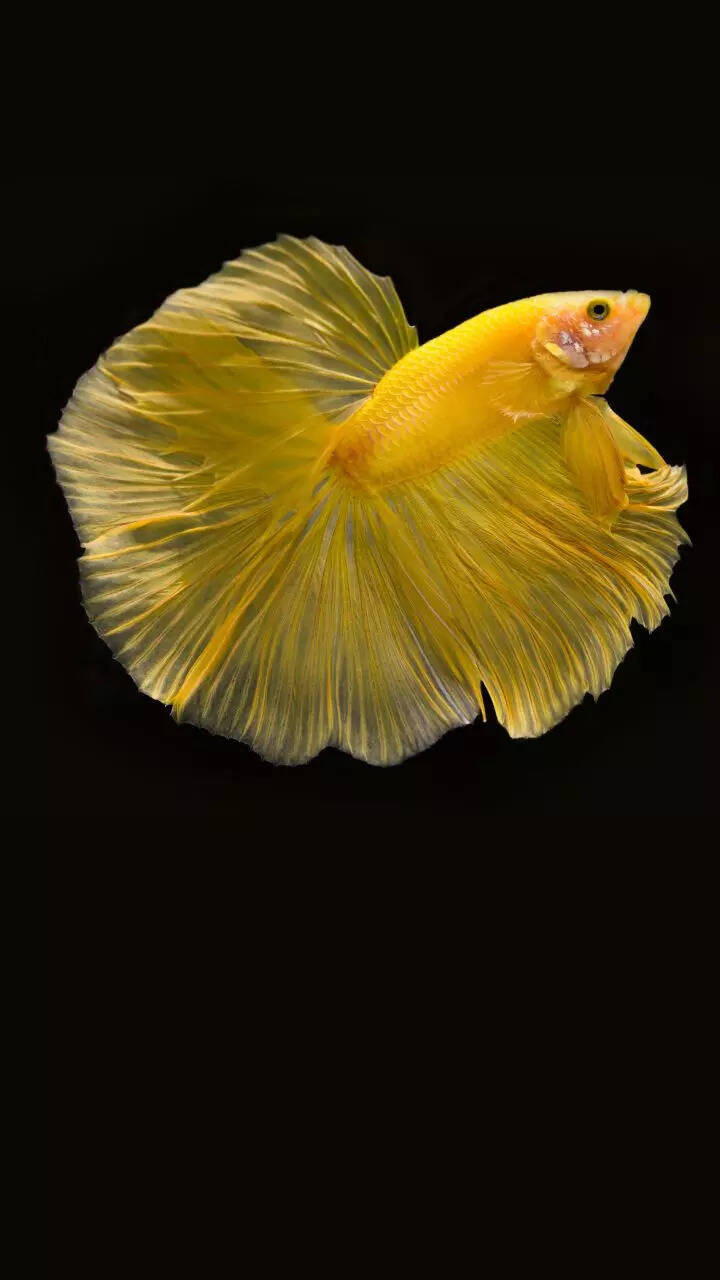 8 fish for beginners that are easy to care for