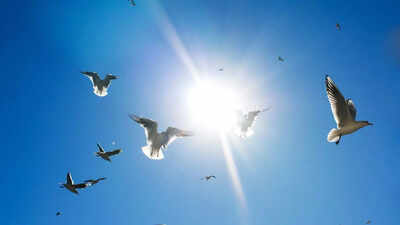 Air India crash: Ahmedabad airport bird strike hotspot, warns animal rights group | India News