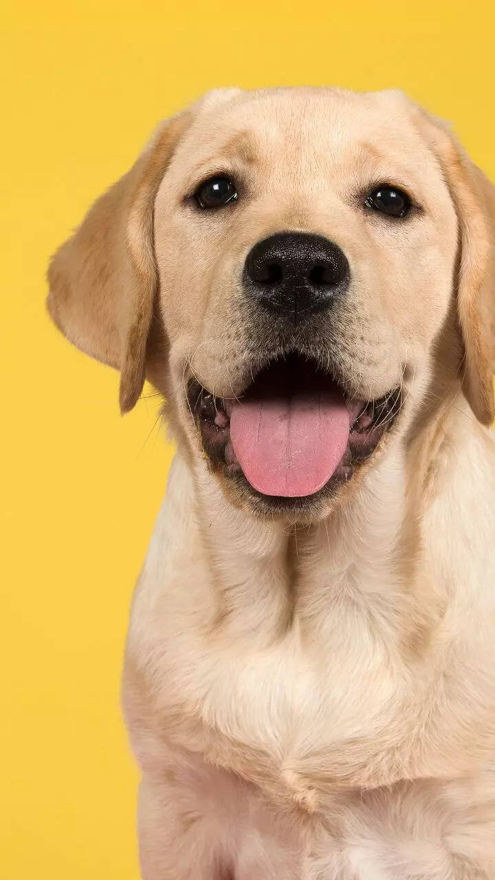 10 facts to know about Labrador Retrievers