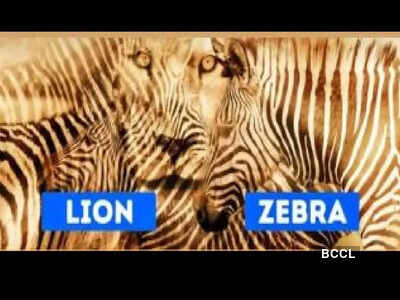 Optical illusion personality test: Lion or zebra? The animal you spot first reveals if you are shy or outgoing