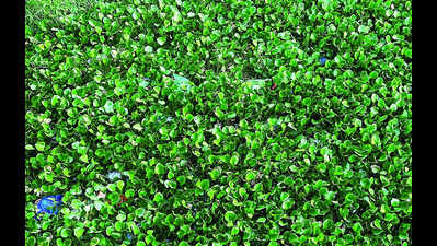 Soon, GIS mapping of Sal river and Ponda nullah; digital portal for environmental monitoring in state | Goa News