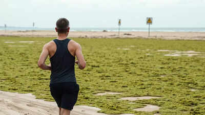 France: State responsible for jogger’s toxic algae death