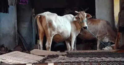 Punjab police recuses Uttarakhand youth forced to work at cowshed at BJP MP’s intervention | India News