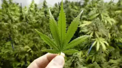 Thailand banning cannabis sales without prescription 3 years after decriminalisation