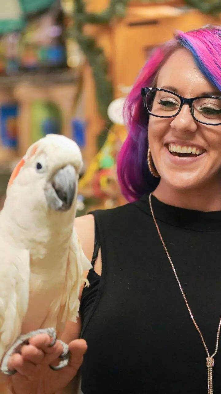 8 types of parrots to have as pets