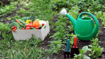 Why monsoon is the best time to start a kitchen garden |