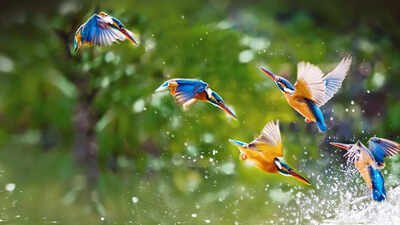 Why hundreds of birds may go extinct in the next coming years |