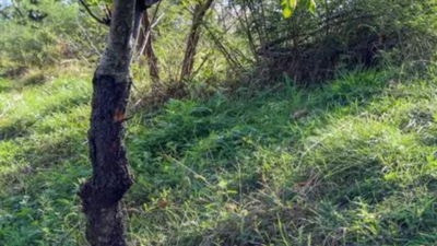 Agroforestry push: Centre issues model rules to ease tree felling on farmland, boost legal timber trade