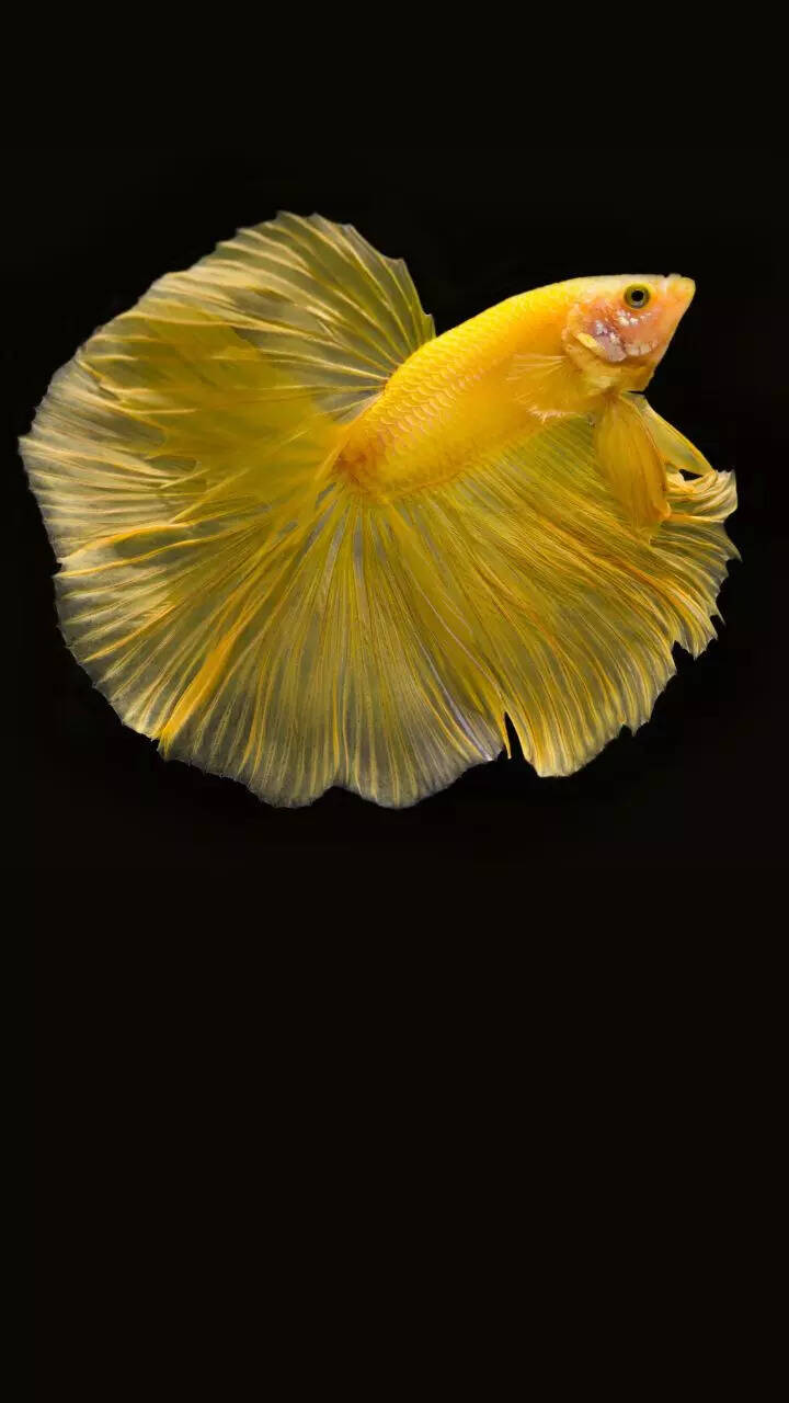 10 things to know before getting a pet Betta fish for aquarium