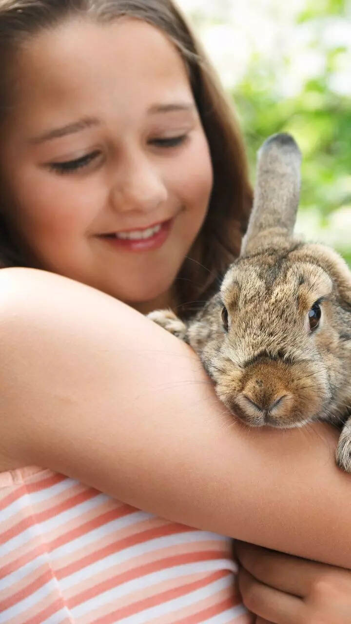 10 things to know before getting a pet rabbit: Care tips