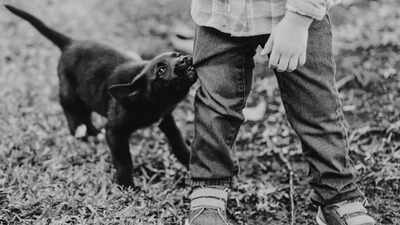 What to do after a dog bite: Essential tips and precautions you can follow |