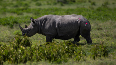 10 endangered black rhinos sent from South Africa to Mozambique