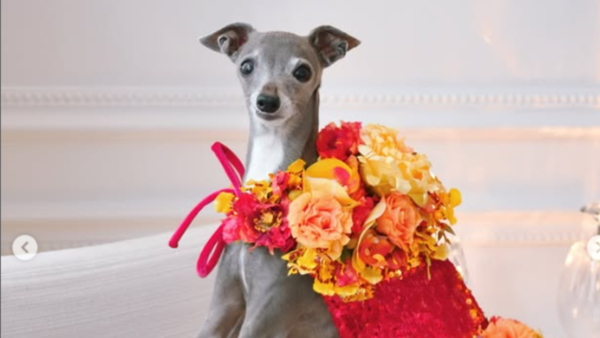Meet Tika Iggy, who is being considered among the most fashionable dogs in the world