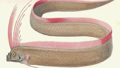 Is the ‘doomsday fish’ a real omen of disaster? Here’s what scientists say |