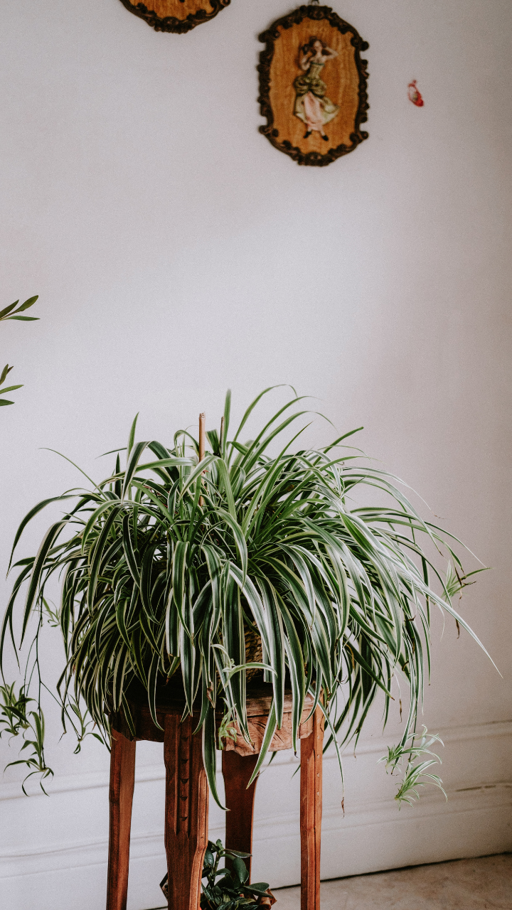 9 reasons why every home should have a Spider plant in the balcony or indoors
