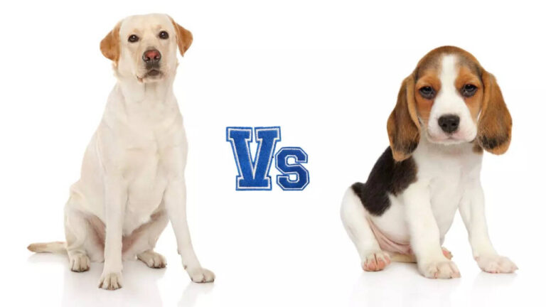 Which is the best dog for apartment living?