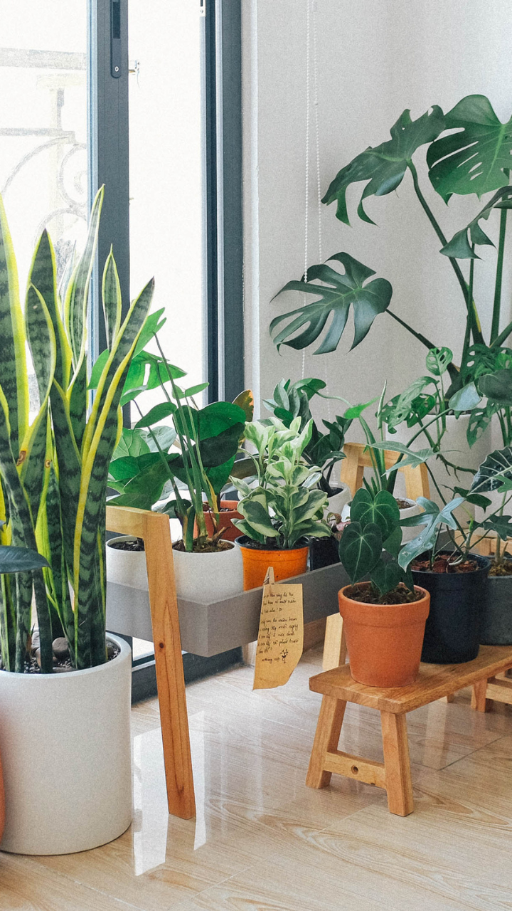 10 indoor plants that are considered to be positive and lucky for the home