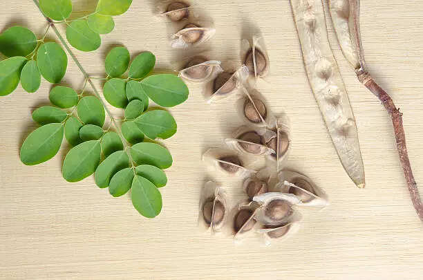 Not just Moringa juice, here’s how you can use Moringa Seeds for hair growth
