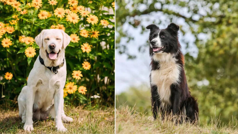 Which pet dog breed is more energetic?