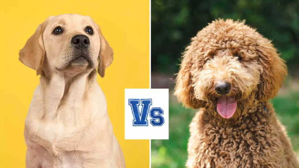 Which pet dog breed is more hypoallergenic?