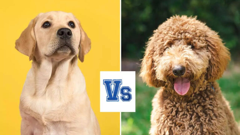 Which pet dog breed is more hypoallergenic?