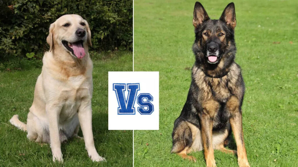 Who makes the better guard dog?