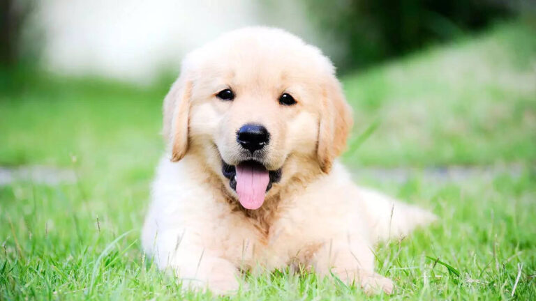 5 important things to know before getting a Golden Retriever puppy as a pet