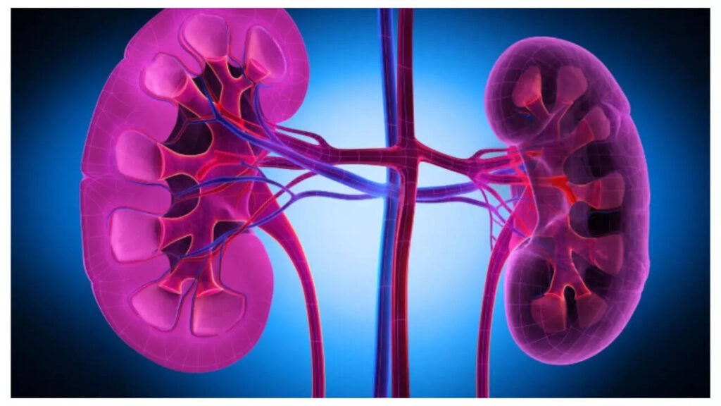 5 ways high blood pressure impacts the kidneys