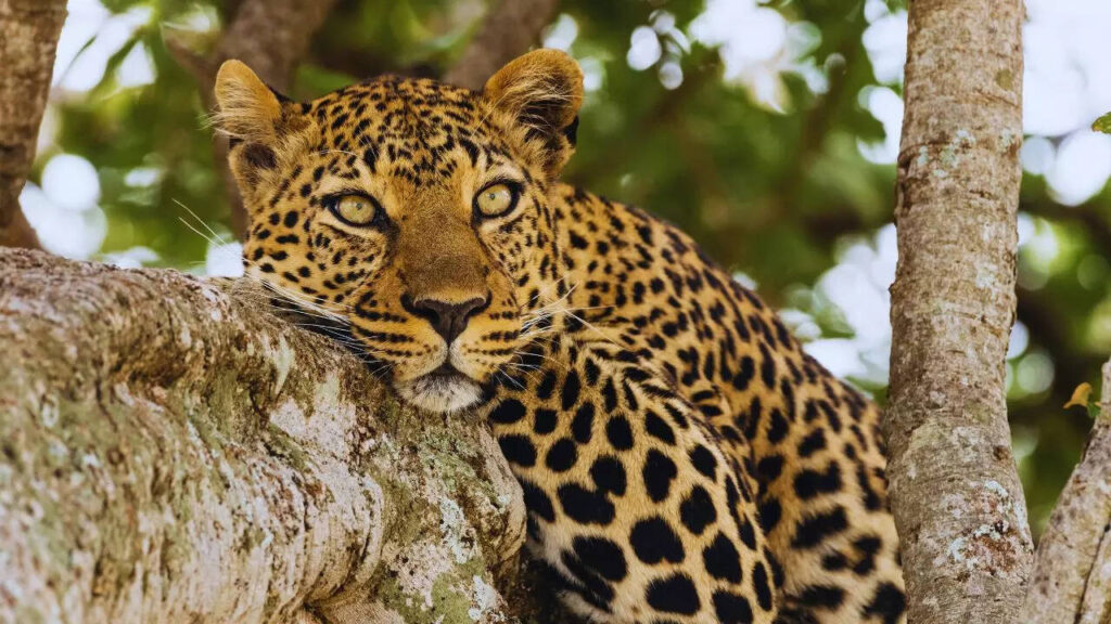 5 places in India for a ‘guaranteed’ leopard sighting
