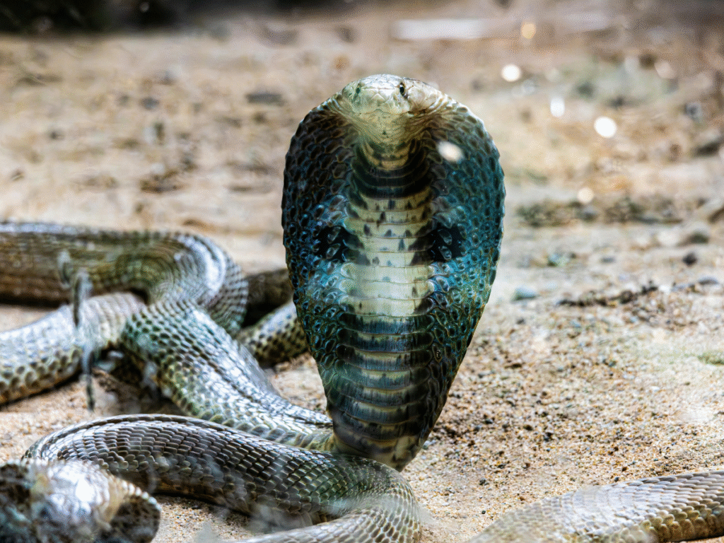 10 largest snakes from across the world and where they are found
