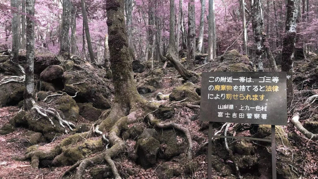 Japan’s ‘Suicide Forest’ is not for the weak-hearted – 5 spine-chilling facts
